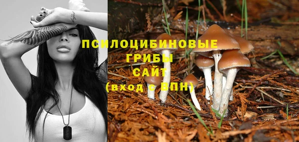 индика Ессентукская